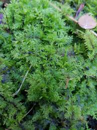 Attēlu rezultāti vaicājumam “Thuidium delicatulum sporophyte”