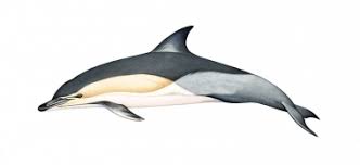 Image result for Delphinus delphis