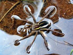 Attēlu rezultāti vaicājumam “Dolomedes fimbriatus”