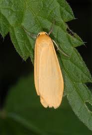 Attēlu rezultāti vaicājumam “Eilema sororcula”