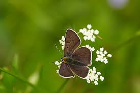 Attēlu rezultāti vaicājumam “Lycaena tityrus female”
