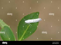 Attēlu rezultāti vaicājumam “Yponomeutidae”