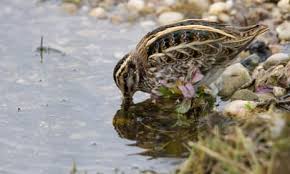 Image result for Lymnocryptes minimus