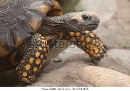 Attēlu rezultāti vaicājumam “Licea chelonoides”