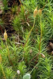 Attēlu rezultāti vaicājumam “Polytrichum commune var. perigoniale”