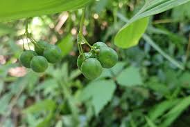 Attēlu rezultāti vaicājumam “Polygonatum multiflorum  fruit”