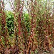 Attēlu rezultāti vaicājumam “Salix daphnoides”