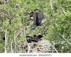 Attēlu rezultāti vaicājumam “Phalacrocorax carbo nest”