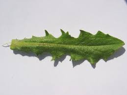 Attēlu rezultāti vaicājumam “Hypochaeris radicata leaf”