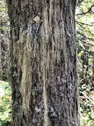 Attēlu rezultāti vaicājumam “Ramalina thrausta”