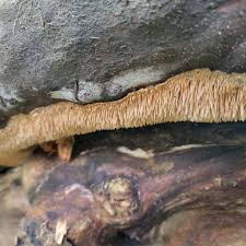 Attēlu rezultāti vaicājumam “Hydnocristella himantia”