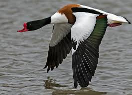 Attēlu rezultāti vaicājumam “Tadorna tadorna male”