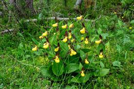 Attēlu rezultāti vaicājumam “Cypripedium calceolus flower”