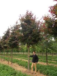 Attēlu rezultāti vaicājumam “Corylus colurna”