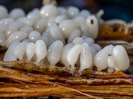 Attēlu rezultāti vaicājumam “Arcyria cinerea stalked”