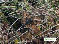 Attēlu rezultāti vaicājumam “Boloria eunomia underside”