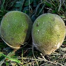 Attēlu rezultāti vaicājumam “Juglans x sinensis fruit”