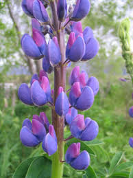 Image result for Lupinus polyphyllus Lindl.