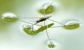 Attēlu rezultāti vaicājumam “Limnoporus rufoscutellatus”