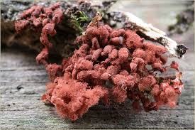 Attēlu rezultāti vaicājumam “Heterotrichia oerstedii (syn. Arcyria oerstedii) sessile”