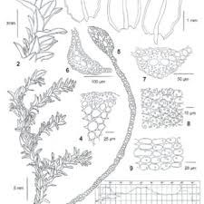 Attēlu rezultāti vaicājumam “Cinclidotus danubicus cells”
