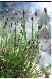 Attēlu rezultāti vaicājumam “Eleocharis quinqueflora”