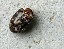 Attēlu rezultāti vaicājumam “Anthrenus scrophulariae”