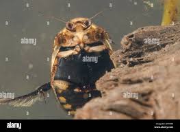 Attēlu rezultāti vaicājumam “Acilius sulcatus male”