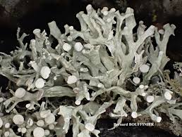 Attēlu rezultāti vaicājumam “Ramalina fastigiata”