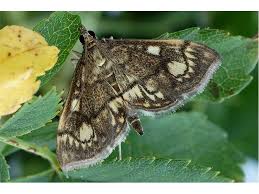 Attēlu rezultāti vaicājumam “Anania stachydalis”