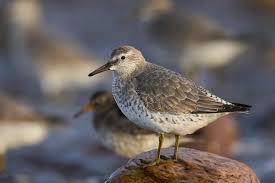 Attēlu rezultāti vaicājumam “Calidris canutus”