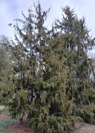 Attēlu rezultāti vaicājumam “Juniperus communis”