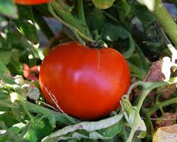 Afbeeldingsresultaat voor northern lights tomato