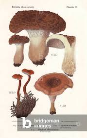 Attēlu rezultāti vaicājumam “Sarcodon imbricatum”