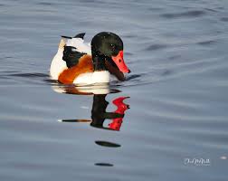 Attēlu rezultāti vaicājumam “Tadorna tadorna”