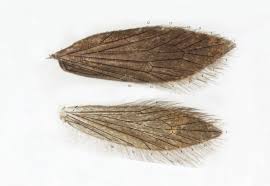 Attēlu rezultāti vaicājumam “Euphydrias aurinia upperside”