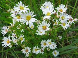 Image result for Aster lanceolatus