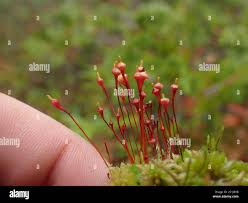 Attēlu rezultāti vaicājumam “Splachnum ampullaceum sporophyte”