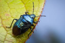 Attēlu rezultāti vaicājumam “Zicrona caerulea nymph”