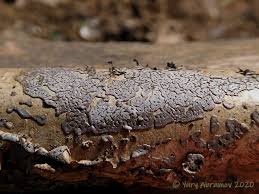 Attēlu rezultāti vaicājumam “Didymium serpula”