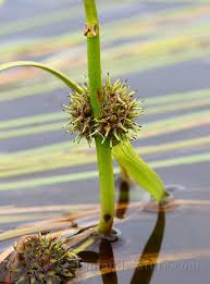 Attēlu rezultāti vaicājumam “Sparganiaceae”
