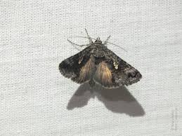 Attēlu rezultāti vaicājumam “Syngrapha interrogationis”