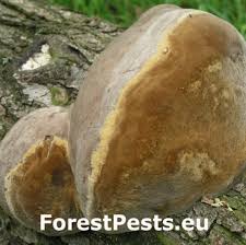 Attēlu rezultāti vaicājumam “Phellinus ferruginosus”