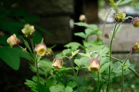 Attēlu rezultāti vaicājumam “Geum rivale fruit”