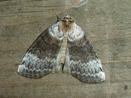 Attēlu rezultāti vaicājumam “Tetheella fluctuosa”