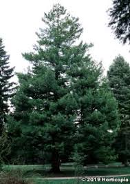 Attēlu rezultāti vaicājumam “Pinus peuce”