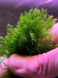 Attēlu rezultāti vaicājumam “Fissidens arnoldii macro”