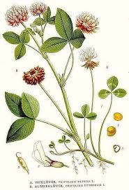 Attēlu rezultāti vaicājumam “Trifolium hybridum”