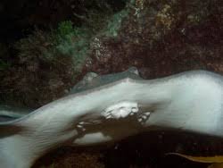 Image result for Bathytoshia brevicaudata