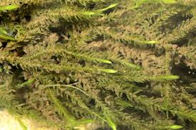 Attēlu rezultāti vaicājumam “Fontinalis antipyretica”